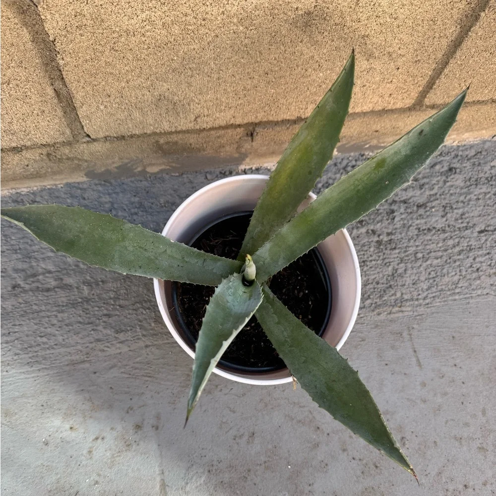 Agave / maguey/ succulent/